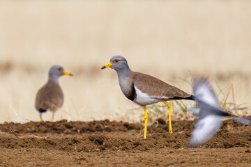 飛翔する美しい田んぼの貴族ことケリ（チドリ科）の群れ
英名学名：Grey-headed Lapwing (Vanellus cinereus, family comprising Charadriidae)
神奈川県平塚市、岡崎の田んぼ-2025年
