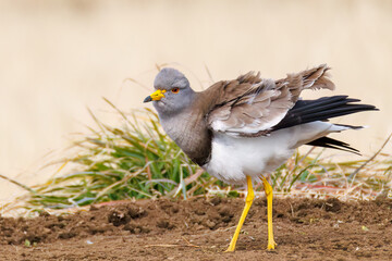 飛翔する美しい田んぼの貴族ことケリ（チドリ科）の群れ
英名学名：Grey-headed Lapwing (Vanellus cinereus, family comprising Charadriidae)
神奈川県平塚市、岡崎の田んぼ-2025年
