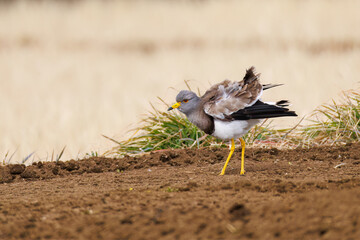 飛翔する美しい田んぼの貴族ことケリ（チドリ科）の群れ
英名学名：Grey-headed Lapwing (Vanellus cinereus, family comprising Charadriidae)
神奈川県平塚市、岡崎の田んぼ-2025年

