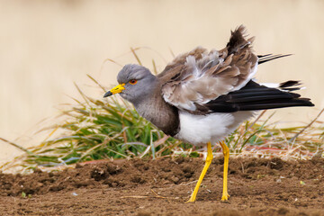 飛翔する美しい田んぼの貴族ことケリ（チドリ科）の群れ
英名学名：Grey-headed Lapwing (Vanellus cinereus, family comprising Charadriidae)
神奈川県平塚市、岡崎の田んぼ-2025年
