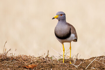 飛翔する美しい田んぼの貴族ことケリ（チドリ科）の群れ
英名学名：Grey-headed Lapwing (Vanellus cinereus, family comprising Charadriidae)
神奈川県平塚市、岡崎の田んぼ-2025年
