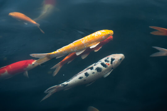 The school of koi fish in a pond - Powered by Adobe