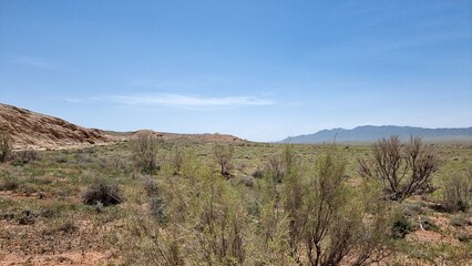 Beautiful landscape with mountain range and trees. Haloxylon in spring.