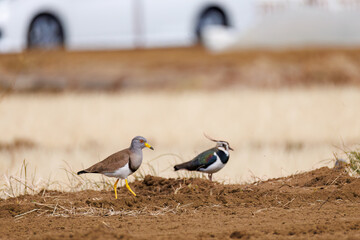 飛翔する美しいケリとタゲリ（チドリ科）の群れ
田んぼの貴族、田んぼの貴婦人
英名学名：Grey-headed Lapwing (Vanellus cinereus, family comprising Charadriidae)
Northern Lapwing (Vanellus vanellus, family comprising Charadriidae) 
神奈川県平塚市、岡崎の田んぼ