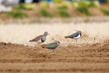 飛翔する美しいケリとタゲリ（チドリ科）の群れ
田んぼの貴族、田んぼの貴婦人
英名学名：Grey-headed Lapwing (Vanellus cinereus, family comprising Charadriidae)
Northern Lapwing (Vanellus vanellus, family comprising Charadriidae) 
神奈川県平塚市、岡崎の田んぼ