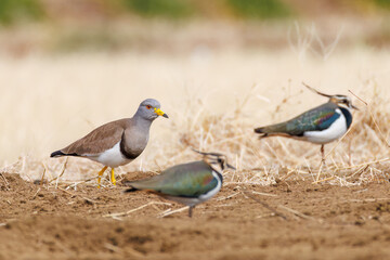 飛翔する美しいケリとタゲリ（チドリ科）の群れ
田んぼの貴族、田んぼの貴婦人
英名学名：Grey-headed Lapwing (Vanellus cinereus, family comprising Charadriidae)
Northern Lapwing (Vanellus vanellus, family comprising Charadriidae) 
神奈川県平塚市、岡崎の田んぼ