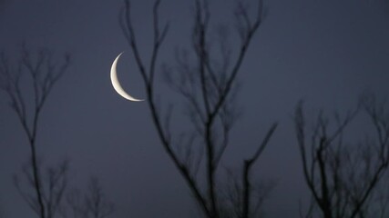 Tokyo, Japan - February 25, 2025: A moon shining between branches at winter dawn