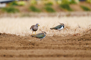 飛翔する美しいケリとタゲリ（チドリ科）の群れ
田んぼの貴族、田んぼの貴婦人
英名学名：Grey-headed Lapwing (Vanellus cinereus, family comprising Charadriidae)
Northern Lapwing (Vanellus vanellus, family comprising Charadriidae) 
神奈川県平塚市、岡崎の田んぼ