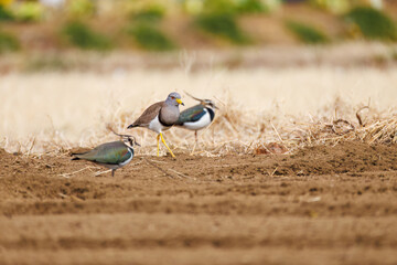 飛翔する美しいケリとタゲリ（チドリ科）の群れ
田んぼの貴族、田んぼの貴婦人
英名学名：Grey-headed Lapwing (Vanellus cinereus, family comprising Charadriidae)
Northern Lapwing (Vanellus vanellus, family comprising Charadriidae) 
神奈川県平塚市、岡崎の田んぼ