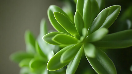 Obraz premium Lush green succulent plant close-up, vibrant leaves, botanical detail, nature photography.