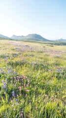 Spring Flower fields flowers photography landscape.