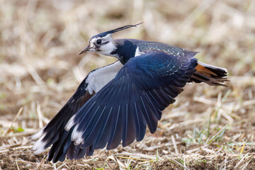 飛翔する構造色が美しい田んぼの貴婦人ことタゲリ（チドリ科）の群れ
英名学名：Northern Lapwing (Vanellus vanellus, family comprising Charadriidae) 
神奈川県平塚市、岡崎の田んぼ-2025年
