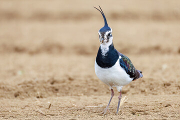 構造色が美しい田んぼの貴婦人ことタゲリ（チドリ科）の群れ
英名学名：Northern Lapwing (Vanellus vanellus, family comprising Charadriidae) 
神奈川県平塚市、岡崎の田んぼ-2025年
