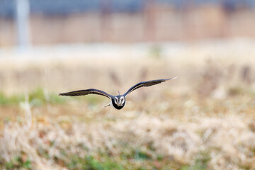 飛翔する構造色が美しい田んぼの貴婦人ことタゲリ（チドリ科）の群れ
英名学名：Northern Lapwing (Vanellus vanellus, family comprising Charadriidae) 
神奈川県平塚市、岡崎の田んぼ-2025年
