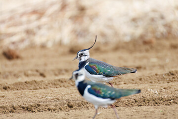 構造色が美しい田んぼの貴婦人ことタゲリ（チドリ科）の群れ
英名学名：Northern Lapwing (Vanellus vanellus, family comprising Charadriidae) 
神奈川県平塚市、岡崎の田んぼ-2025年
