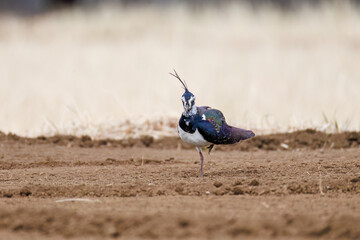 羽づくろいをする
構造色が美しい田んぼの貴婦人ことタゲリ（チドリ科）の群れ
英名学名：Northern Lapwing (Vanellus vanellus, family comprising Charadriidae) 
神奈川県平塚市、岡崎の田んぼ-2025年
