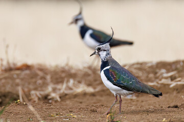 構造色が美しい田んぼの貴婦人ことタゲリ（チドリ科）の群れ
英名学名：Northern Lapwing (Vanellus vanellus, family comprising Charadriidae) 
神奈川県平塚市、岡崎の田んぼ-2025年
