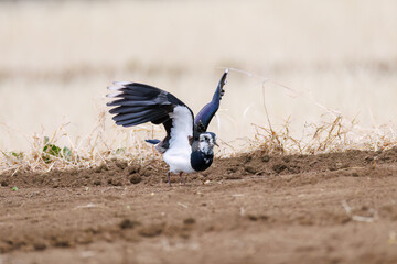 飛翔する構造色が美しい田んぼの貴婦人ことタゲリ（チドリ科）の群れ
英名学名：Northern Lapwing (Vanellus vanellus, family comprising Charadriidae) 
神奈川県平塚市、岡崎の田んぼ-2025年
