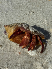 A close-up of a hermit crab on a sandy beach, partially covered in barnacles. The detailed textures of its shell and claws contrast with the fine sand, showcasing the beauty of marine wildlife.
