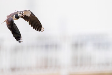 飛翔する構造色が美しい田んぼの貴婦人ことタゲリ（チドリ科）の群れ
英名学名：Northern Lapwing (Vanellus vanellus, family comprising Charadriidae) 
神奈川県平塚市、岡崎の田んぼ-2025年
