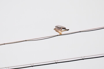狩りのために飛翔する美しいチョウゲンボウ（ハヤブサ科）
英名学名：Common Kestrel (Falco tinnunculus, family comprising falcons) 
神奈川県平塚市、岡崎の田んぼ-2025年
