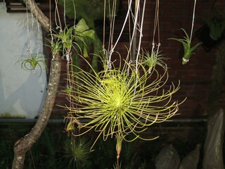 Tillandsia fuchsii var gracilis.Tillandsia are careless and low maintenance ornamental plants that...