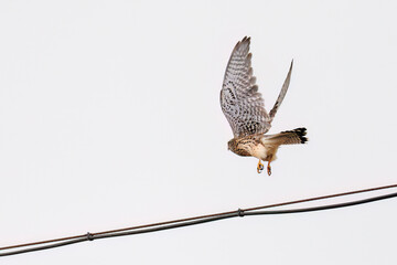 狩りのために飛翔する美しいチョウゲンボウ（ハヤブサ科）
英名学名：Common Kestrel (Falco tinnunculus, family comprising falcons) 
神奈川県平塚市、岡崎の田んぼ-2025年
