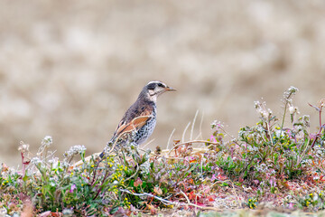可愛いツグミ（ヒタキ科）
英名学名：Dusky Thrush (Turdus eunomus)
神奈川県平塚市、岡崎の田んぼ-2025年
