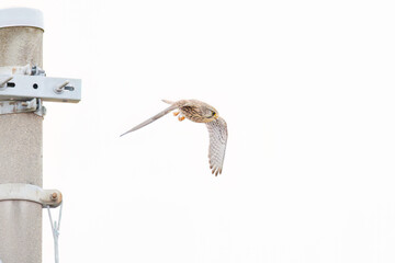 狩りのために飛翔する美しいチョウゲンボウ（ハヤブサ科）
英名学名：Common Kestrel (Falco tinnunculus, family comprising falcons) 
神奈川県平塚市、岡崎の田んぼ-2025年
