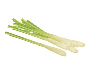 Vector illustration of a bunch of lemongrass or Cymbopogon tock illustration