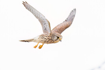 狩りのために飛翔する美しいチョウゲンボウ（ハヤブサ科）
英名学名：Common Kestrel (Falco tinnunculus, family comprising falcons) 
神奈川県平塚市、岡崎の田んぼ-2025年
