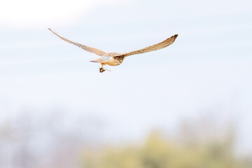 狩りのために飛翔する美しいチョウゲンボウ（ハヤブサ科）
英名学名：Common Kestrel (Falco tinnunculus, family comprising falcons) 
神奈川県平塚市、岡崎の田んぼ-2025年
