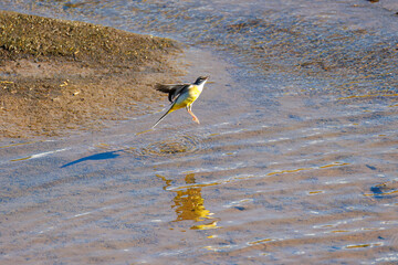 小川で水浴びをして羽ばたく綺麗なキセキレイ（セキレイ科）
英名学名：Grey Wagtail (Motacilla cinerea, family of wagtails) 
神奈川県平塚市、岡崎の田んぼ-2025年
