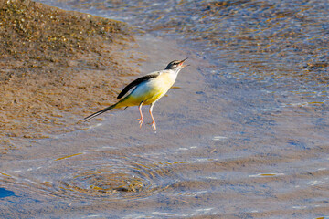 小川で水浴びをして羽ばたく綺麗なキセキレイ（セキレイ科）
英名学名：Grey Wagtail (Motacilla cinerea, family of wagtails) 
神奈川県平塚市、岡崎の田んぼ-2025年
