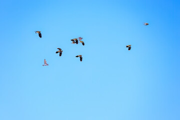 飛翔する構造色が美しい田んぼの貴婦人ことタゲリ（チドリ科）の群れ
英名学名：Northern Lapwing (Vanellus vanellus, family comprising Charadriidae) 
栃木県栃木市渡良瀬遊水地-2025
