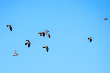 飛翔する構造色が美しい田んぼの貴婦人ことタゲリ（チドリ科）の群れ
英名学名：Northern Lapwing (Vanellus vanellus, family comprising Charadriidae) 
栃木県栃木市渡良瀬遊水地-2025
