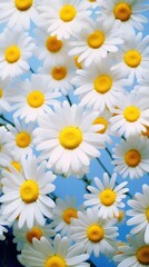 Fototapeta premium Daisy garden outdoors blossom flower.