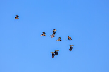 飛翔する構造色が美しい田んぼの貴婦人ことタゲリ（チドリ科）の群れ
英名学名：Northern Lapwing (Vanellus vanellus, family comprising Charadriidae) 
栃木県栃木市渡良瀬遊水地-2025
