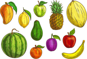Hand drawn tropical and exotic fruits illustration. Isolated fruit elements. Vector sketches of banana, green and red apple, mango, watermelon, lemon, avocado, apricot, plum, pineapple and melon