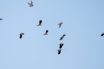 飛翔する構造色が美しい田んぼの貴婦人ことタゲリ（チドリ科）の群れ
英名学名：Northern Lapwing (Vanellus vanellus, family comprising Charadriidae) 
栃木県栃木市渡良瀬遊水地-2025
