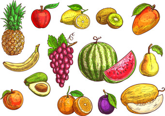 Fruits set. Sketch isolated vector tropical exotic fruits. Color drawings of pineapple, banana, apple, avocado, peach, red grape and lemon, orange, watermelon, kiwi, plum, mango, pear and melon