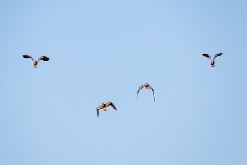 飛翔する構造色が美しい田んぼの貴婦人ことタゲリ（チドリ科）の群れ
英名学名：Northern Lapwing (Vanellus vanellus, family comprising Charadriidae) 
栃木県栃木市渡良瀬遊水地-2025
