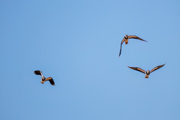 飛翔する構造色が美しい田んぼの貴婦人ことタゲリ（チドリ科）の群れ
英名学名：Northern Lapwing (Vanellus vanellus, family comprising Charadriidae) 
栃木県栃木市渡良瀬遊水地-2025
