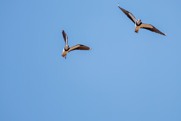 飛翔する構造色が美しい田んぼの貴婦人ことタゲリ（チドリ科）の群れ
英名学名：Northern Lapwing (Vanellus vanellus, family comprising Charadriidae) 
栃木県栃木市渡良瀬遊水地-2025
