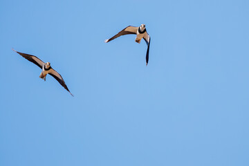 飛翔する構造色が美しい田んぼの貴婦人ことタゲリ（チドリ科）の群れ
英名学名：Northern Lapwing (Vanellus vanellus, family comprising Charadriidae) 
栃木県栃木市渡良瀬遊水地-2025
