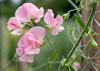 Fototapeta premium A sweet pea flower icon with delicate, ruffled petals on a climbing vine.
