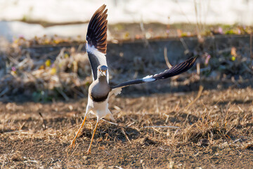 飛翔する美しい田んぼの貴族ことケリ（チドリ科）の群れ
英名学名：Grey-headed Lapwing (Vanellus cinereus, family comprising Charadriidae)
栃木県栃木市渡良瀬遊水地-2025
