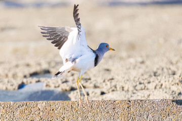 飛翔する美しい田んぼの貴族ことケリ（チドリ科）の群れ
英名学名：Grey-headed Lapwing (Vanellus cinereus, family comprising Charadriidae)
栃木県栃木市渡良瀬遊水地-2025
