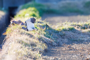 飛翔する美しい田んぼの貴族ことケリ（チドリ科）の群れ
英名学名：Grey-headed Lapwing (Vanellus cinereus, family comprising Charadriidae)
栃木県栃木市渡良瀬遊水地-2025
