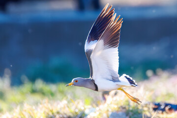 飛翔する美しい田んぼの貴族ことケリ（チドリ科）の群れ
英名学名：Grey-headed Lapwing (Vanellus cinereus, family comprising Charadriidae)
栃木県栃木市渡良瀬遊水地-2025
